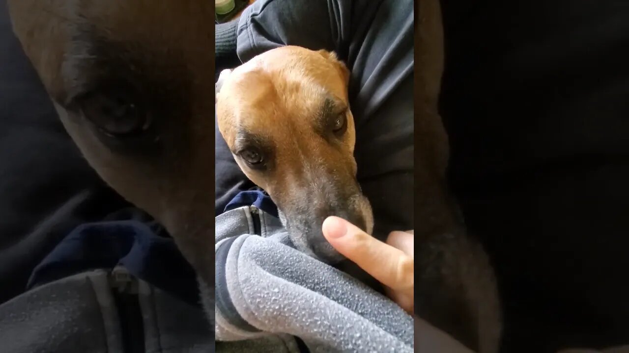 hello doggo?!