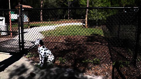 Bobo in Florida - To the Dog Park