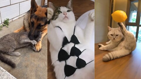 Funniest Cats - Funny Cats and Dogs - Funniest Animals - Funny Cats Compilations