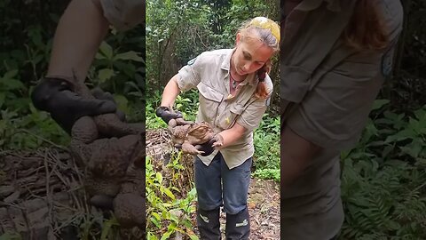 Giant cane toad weighs 2.7kg found in Conway National Park in north Queensland