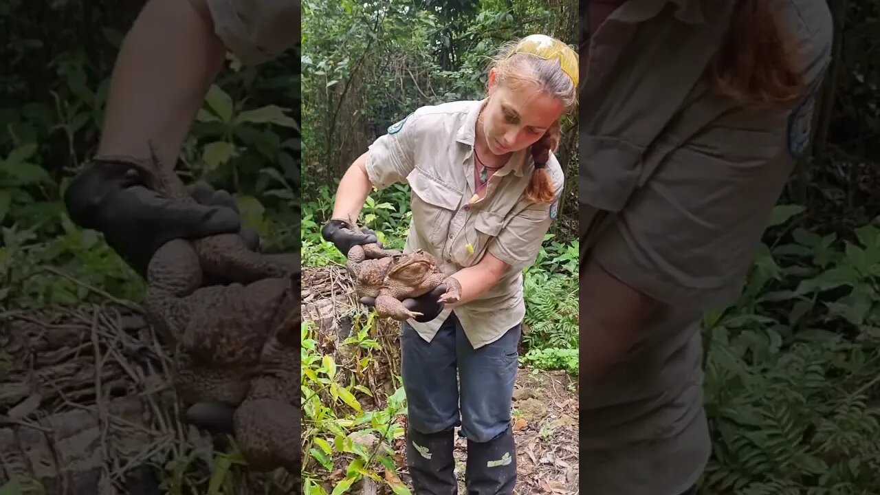 Giant cane toad weighs 2.7kg found in Conway National Park in north Queensland