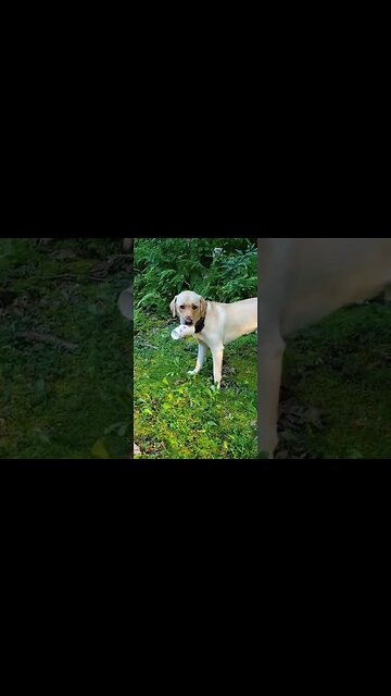 My Coffee Was Stolen by a DOG!