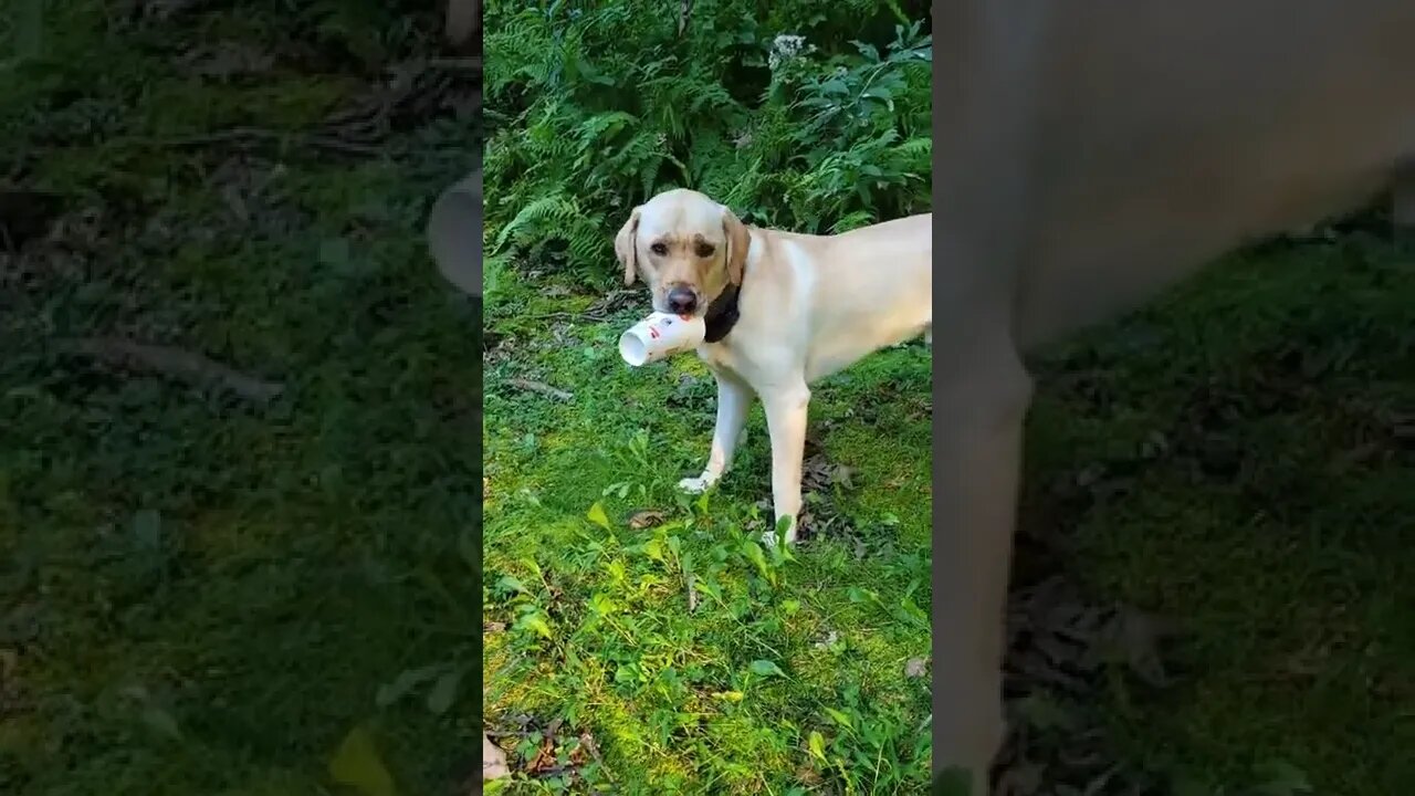 My Coffee Was Stolen by a DOG!