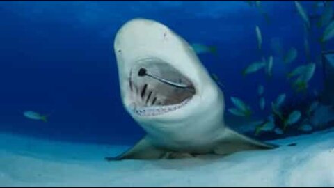 Un poisson dentiste nettoie les dents d'un requin