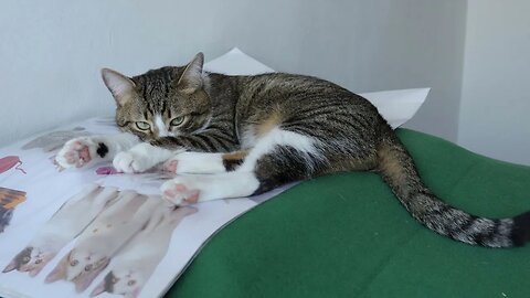 This Cat Is so Attached to His Cat Stickers