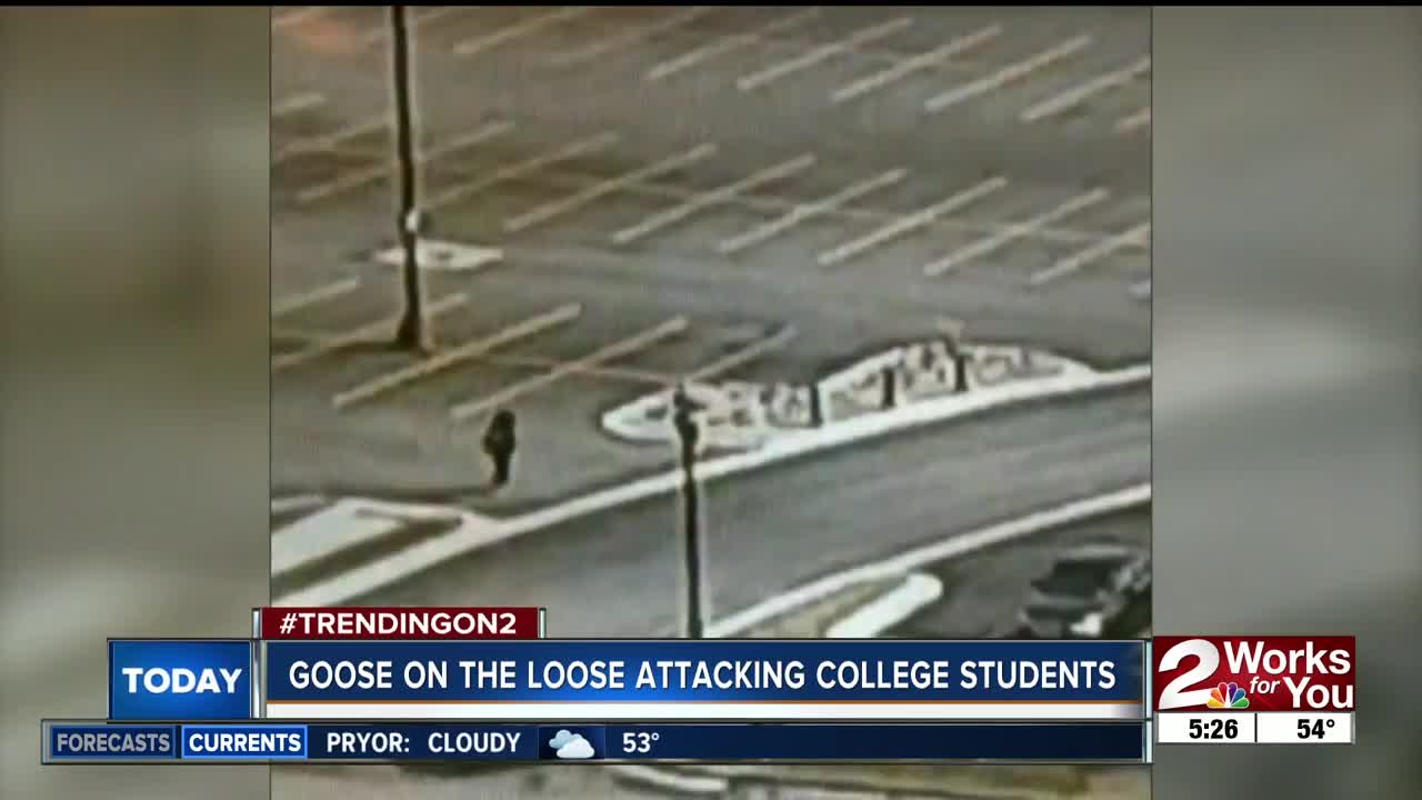 Goose on the loose attacks college students