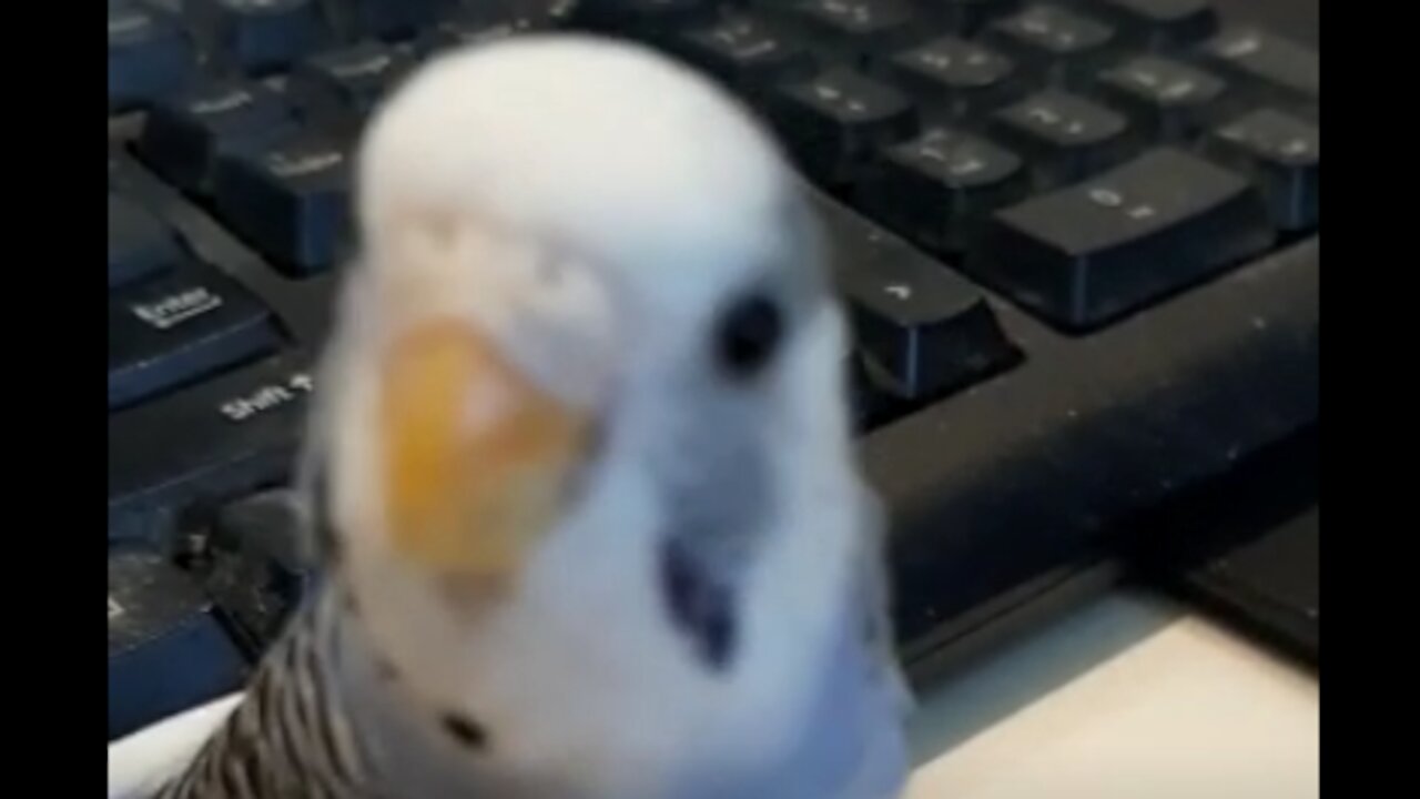 cute budgie looking at camera and playing with key board