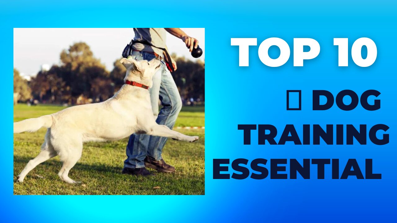 TOP 10 🐕 Dog Training Essential Commands Every Dog Should Know!