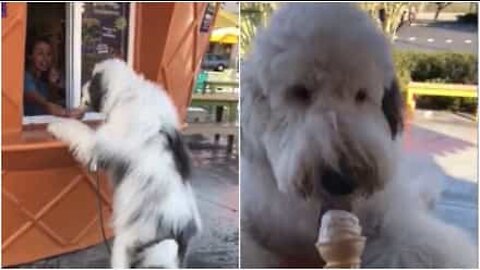 Cet adorable chien dévore une glace au comptoir