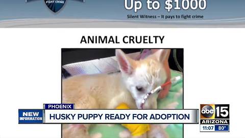 Abused husky puppy now ready to be adopted