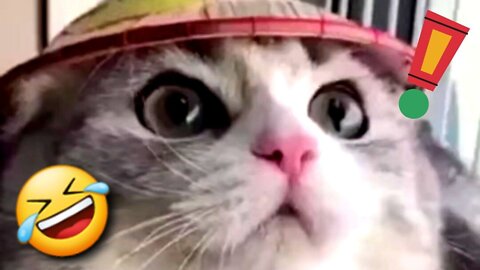 Funny Cat with a Hat (So Cute)!