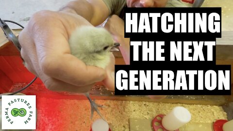 The Next Generation Of The Chicken Tractor On Steroids