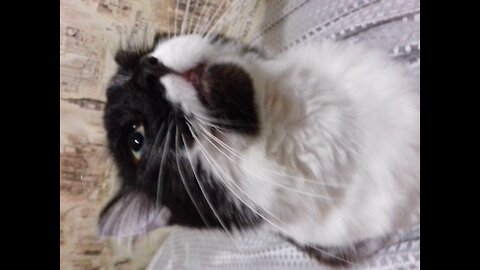 Funny cat came to visit