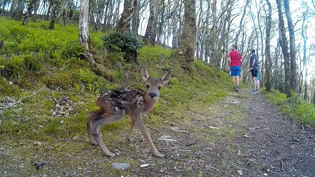 These Runners Encounter A Newborn Baby Deer On The Trail