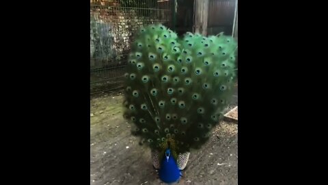 Wow 🥺 So beautiful Peacock 🦚 | #Shorts #animal #Peacock