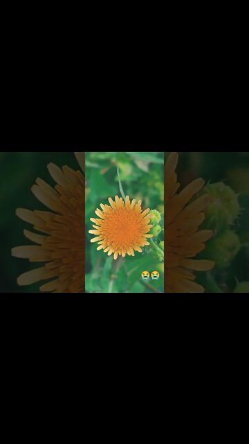 maine royaan 😭😭 #youtubeshorts #shorts #youtube #shortvideo #shortyoutube