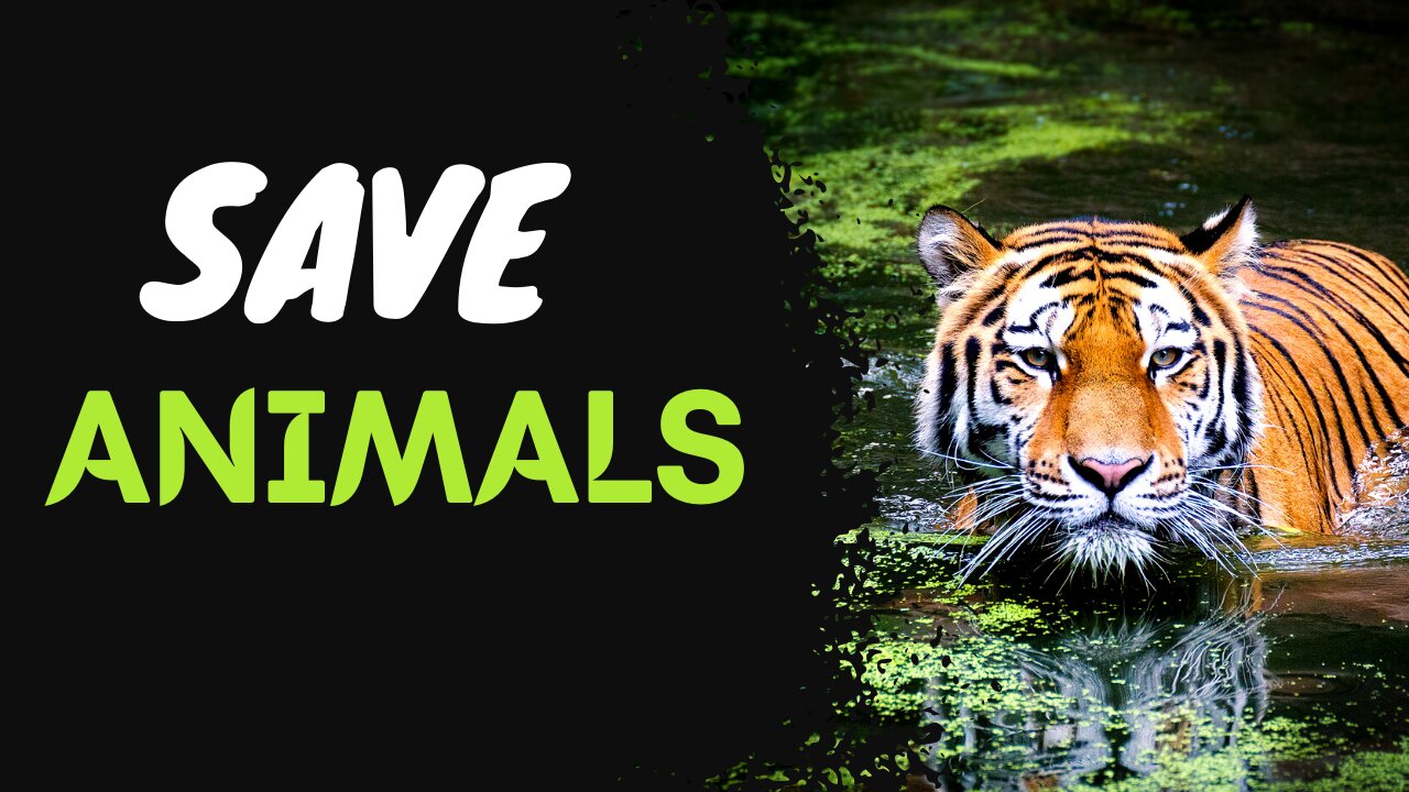 Save the Animals | The Biggest Problem With Save The Animals, And How You Can Fix It