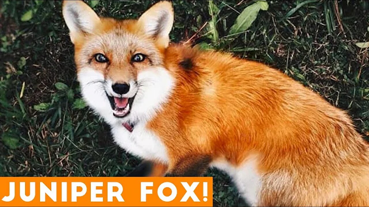 Funniest Juniper Fox Video Compilation | Funny Pet Videos