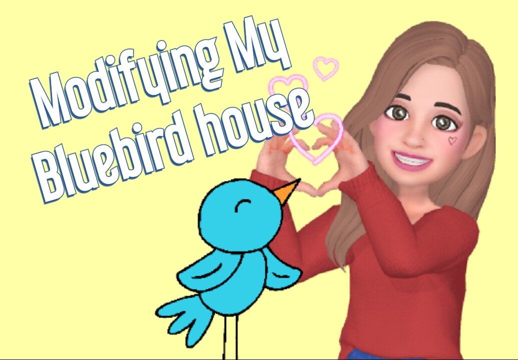Modifying our Bluebird house for a camera