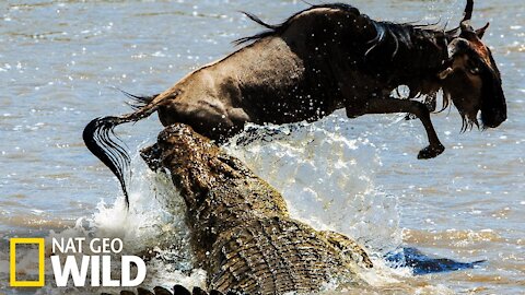 CROCODILE VS IMPALA - CROCODILE ATTACK - ANIMALS ATTACK