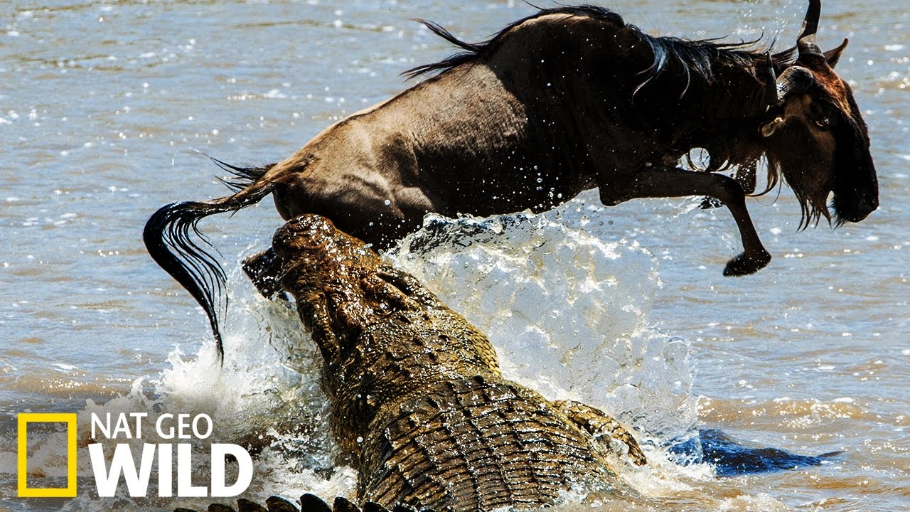 CROCODILE VS IMPALA - CROCODILE ATTACK - ANIMALS ATTACK