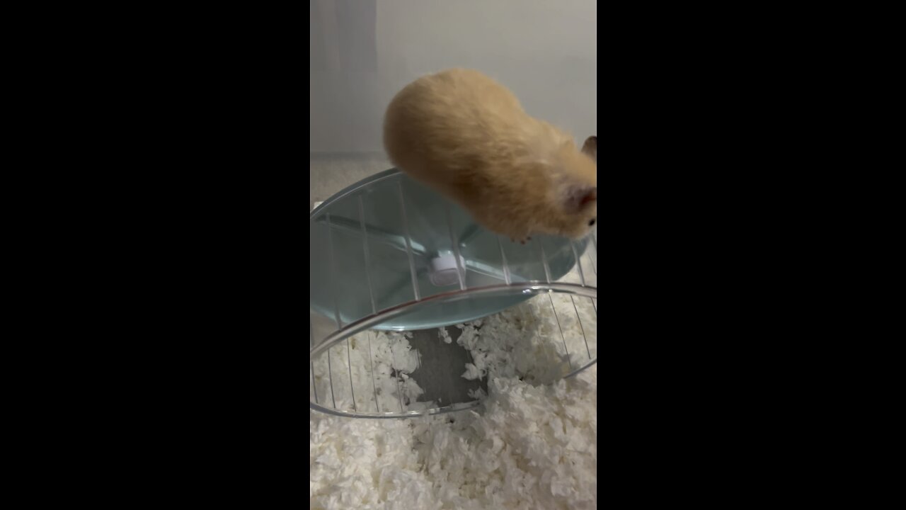 My Hamster being crazy