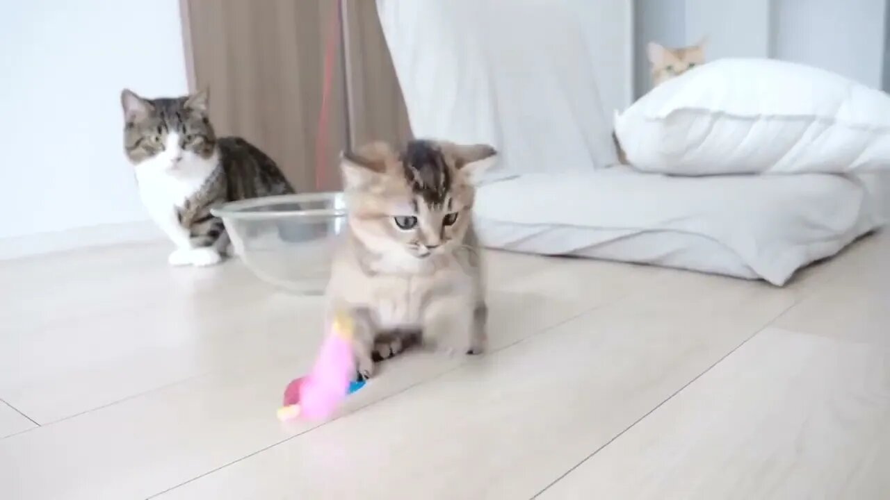 Kitten Kiki's reaction was too cute when I invited her to play with my new toy