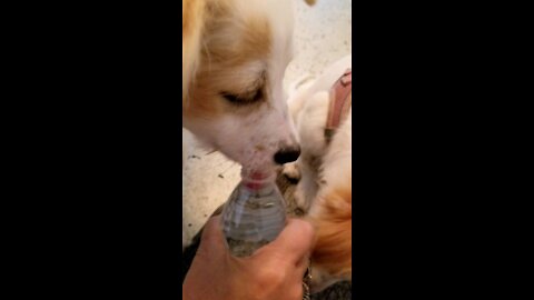 Puppies Drinking Out Of A Water Bottle