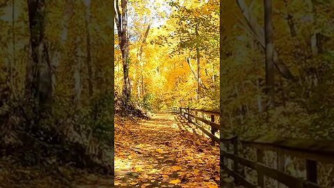 🍂FOLLOW the YELLOW LEAF ROAD 💛 #nature #fall #fallfoliage #fallleaves #visualart #leaves #leaf #asmr