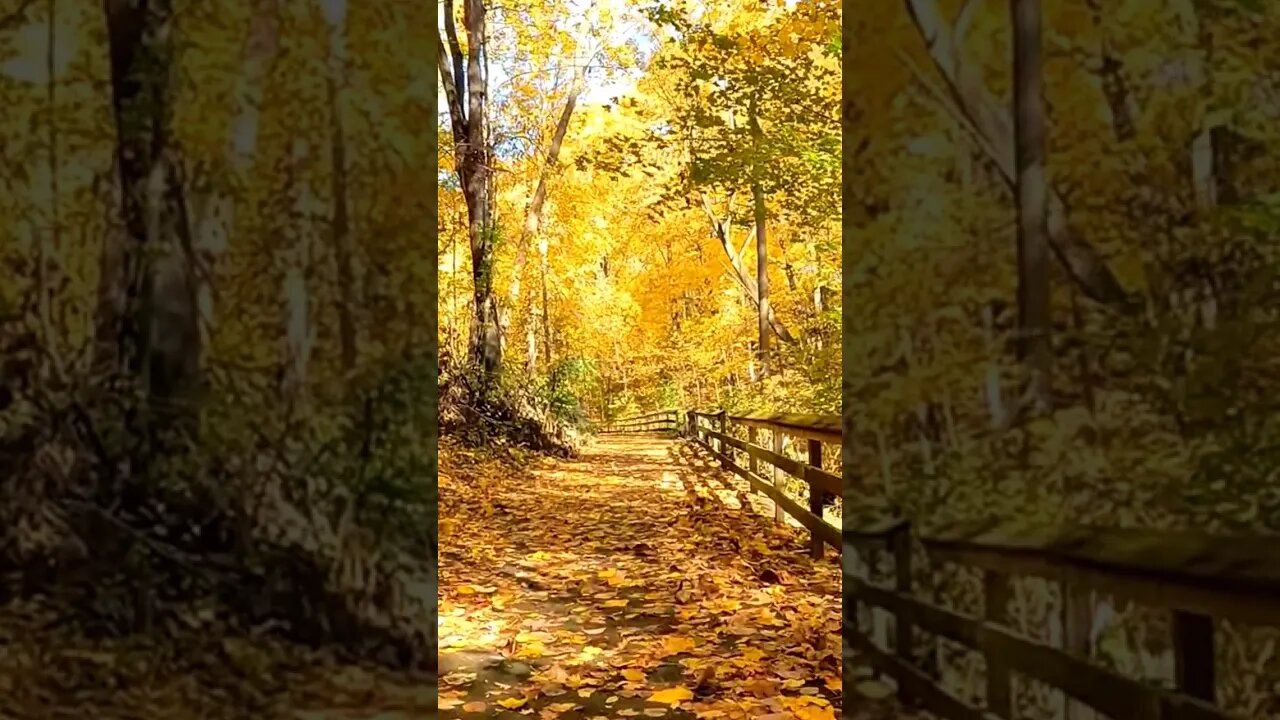 🍂FOLLOW the YELLOW LEAF ROAD 💛 #nature #fall #fallfoliage #fallleaves #visualart #leaves #leaf #asmr