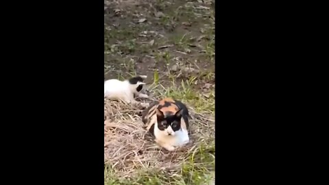 Kittens playing mom tail.