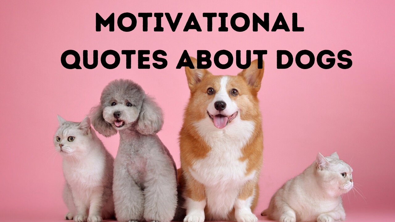 Cute Sweet Quotes About Dogs- Best Dog Inspired Quotes.