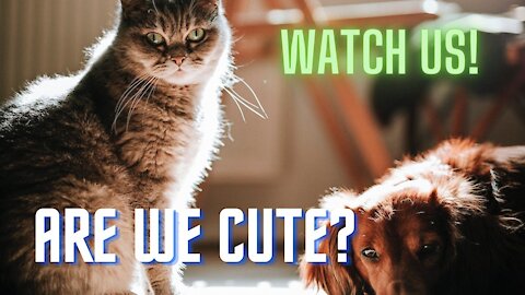 Compilations of cute and funny dogs and cats