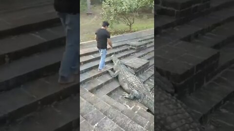 Giant Crocodile's Friend