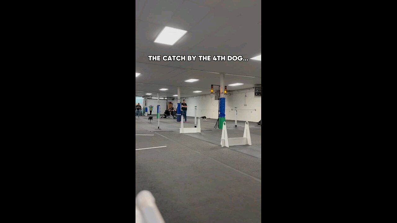 the catch by 4 dog