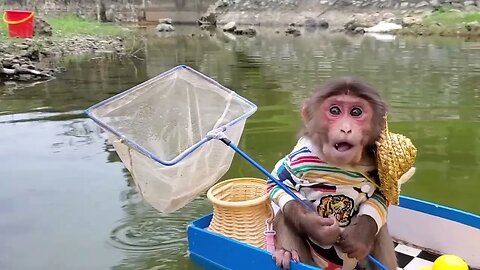 Baby monkey going on a yacht to catch goldfish is so cute