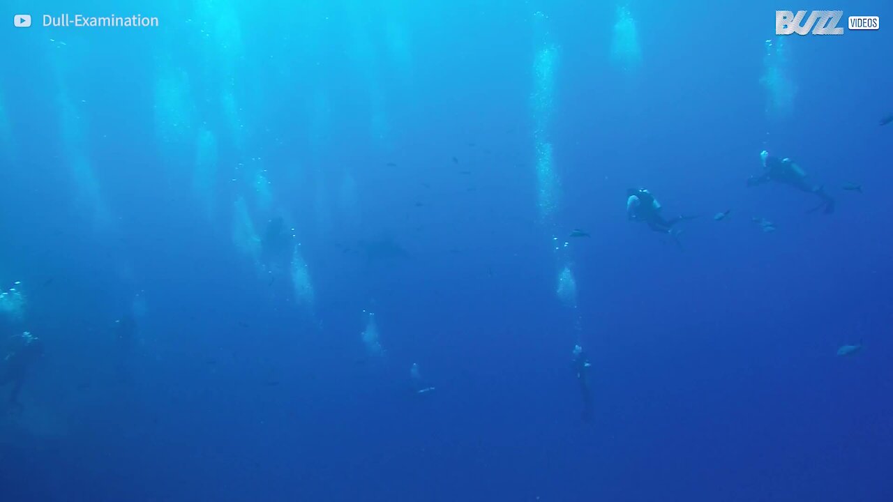 Raia gigante se aproxima de mergulhadores em momento mágico