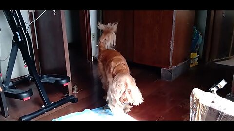#dogsgow , #animals , #dogs