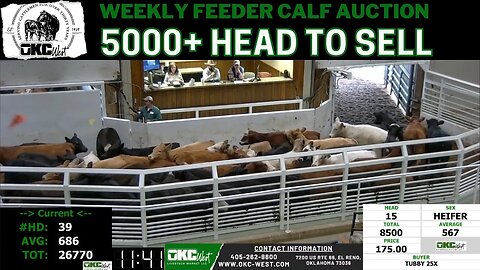 1/18/2022 - OKC West Feeder Calf Auction