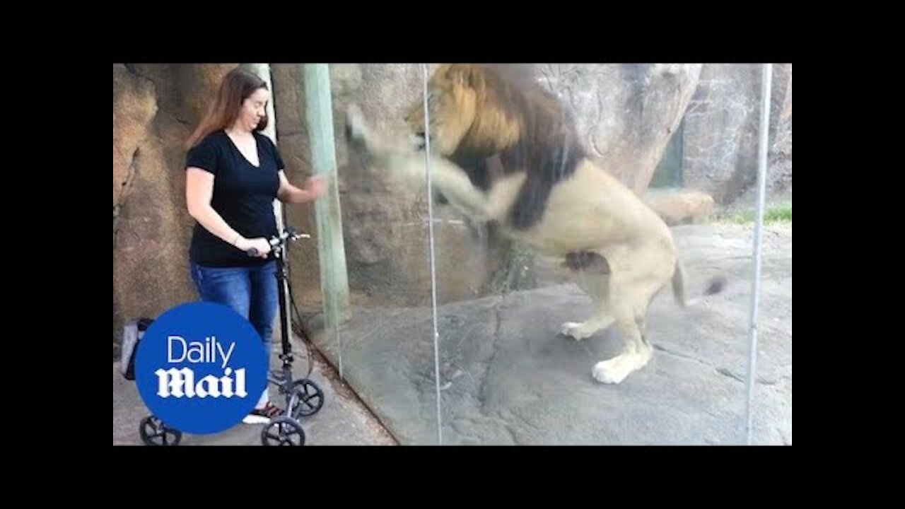 Moment adorable lion reacts to meeting woman on a scooter - Daily Mail