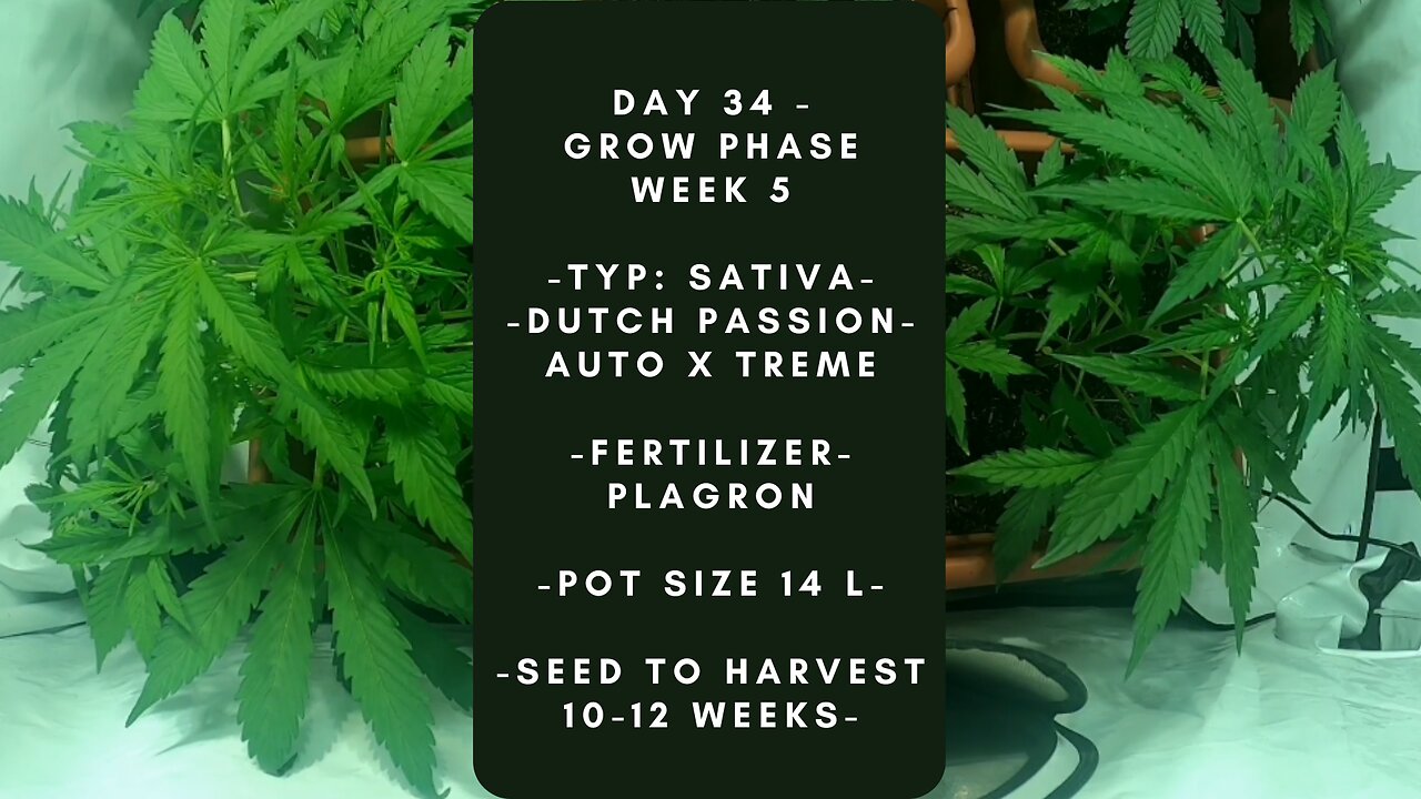 DAY 34 -- Cannabis Grow timelapse indoor hemp weed Dutch passion Autoflowering X Treme