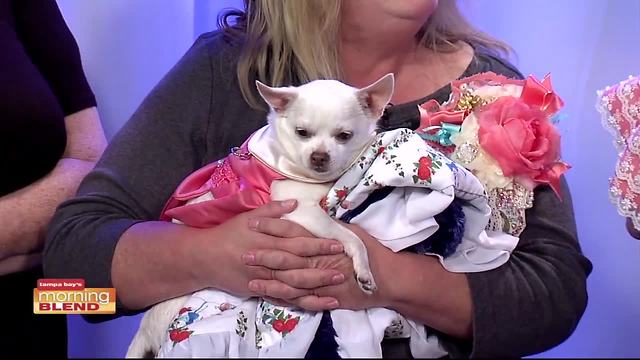 Dog Wedding of the Century