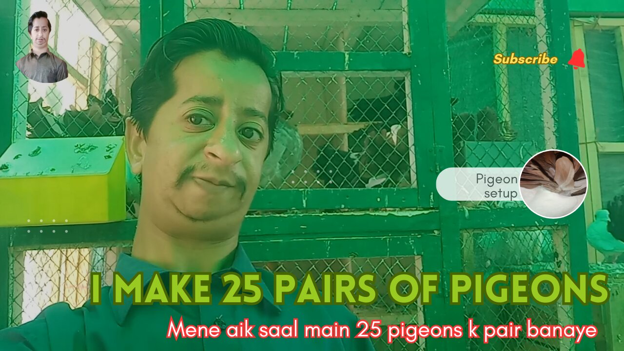 I make 25 pairs of pigeons || pigeons k 25 pair banaye ali bhai ne || english fantail pigeon setup