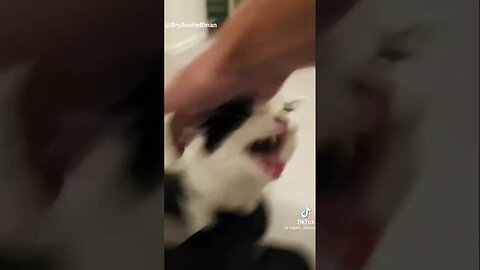 Funny Cat Meme 😂 pt.3 #shorts