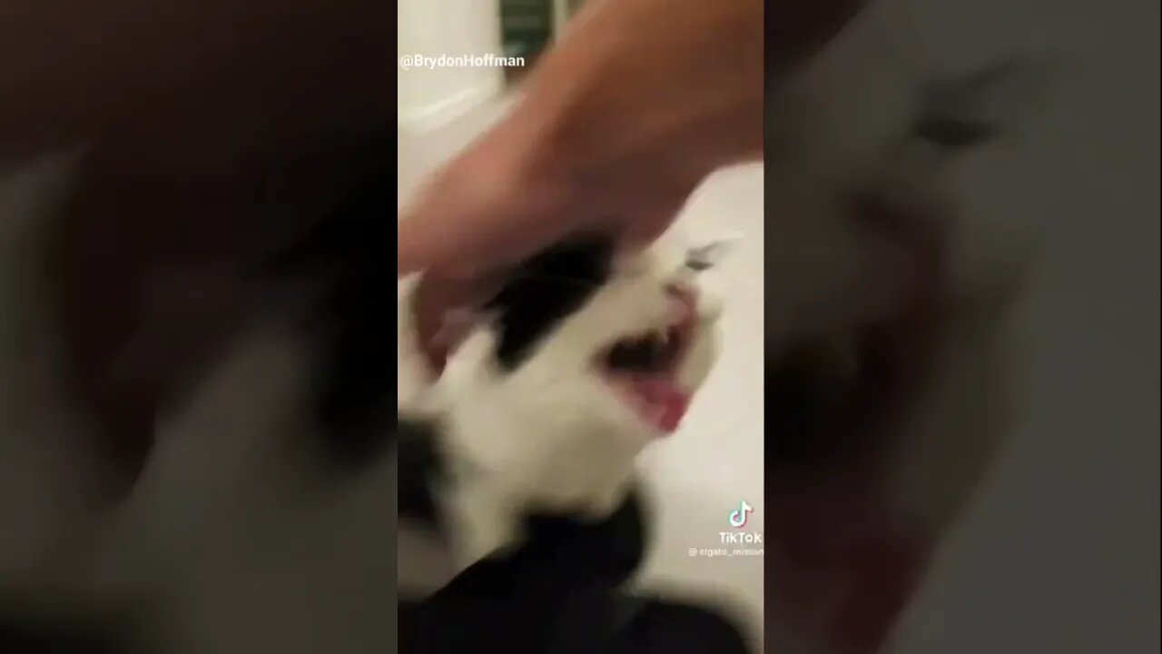 Funny Cat Meme 😂 pt.3 #shorts