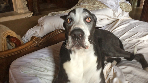 Dog talks about her friends coming to visit