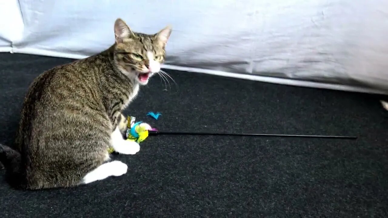 Rebellious Fluff Ball Plays and Hisses