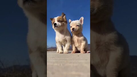 Cutest Puppy make a friend #shorts #cute #tiktok Funny videos 2021