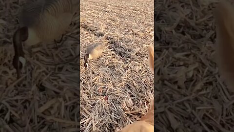 Golden Retriever bringing me a Drake Mallard #goldenretriever #mallard #duckhunting