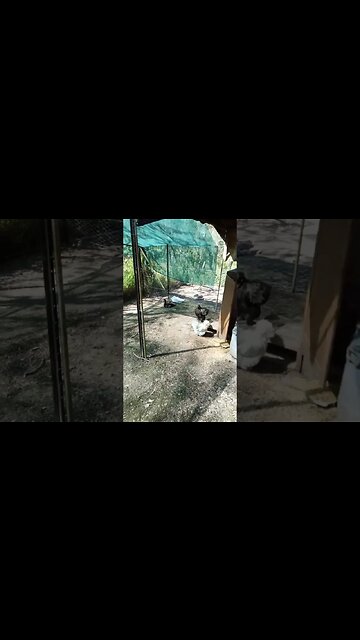 Good morning Silkies and a duck 3rd April 2023